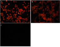 Figure 5. Immunocytochemistry analysis of ShM Ig – R-PE and its R-PE conjugated F(ab')2 fragments by SMCC linker on a mouse IgG-producing hybridoma cell line. A) ShM Ig (Human Ig Ads)-PE (1 mg/ml dilution: 1/100). B) F(ab')2 fragment of ShM Ig (Human Ig Ads)-PE (1 mg/ml dilution: 1/100). C) ShH (Mouse Ig Ads)-PE (1 mg/ml dilution: 1/100)