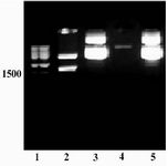Figure 1.  Amplification of tPA cDNA using genomic DNA of CHO 1-15 cell line. A specific band of ~1.7 kb was amplified (lane 1). Lane 2: size marker