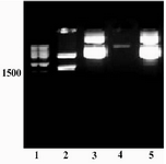 Figure 2. Restriction analysis of pTZ/tPA construct. Lane 1) Size marker. Lane 2) Fragments created by NcoI/NotI digestion of the construct; The backbone plasmid (2.9 kb) and tPA fragment (1.7 kb) are present. Lane 4) NcoI/NotI linearized pET22b plasmid. Lanes 3 and 5 represent undigested plasmids