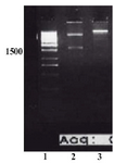 Figure 3. Restriction analysis of pET/tPA construct. Lane 2 shows two fragments created by NcoI/NotI digestion. The back bone plasmid, pET22b vector (5.5 kb), and tPA fragment (1.7 kb) are present. Lane 3 shows the undigested plasmid. Lane 1: Size marker