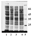 Figure 4. SDS-PAGE analysis of a recombinant clone producing tPA. Lanes 1 and 3 show the protein back ground of expression host before induction. Lanes 2 and 4 represent the expressed band of t-PA in cell lysate of recombinant Origami B (DE3) after four hours of induction. Arrows indicate the bands related to recombinant tPA