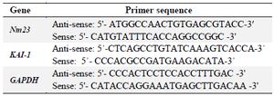 <p>Table 1. Characteristics of the primers of <em>KAI-1 </em>and<em> Nm23</em> and <em>&beta;-actin </em>genes used in the real time PCR</p>
