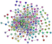 <p>Figure 2. Protein-protein interaction network constructed from genes derived from phenotype enrichment analysis.</p>