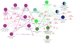 <p>Figure 4. Pathway interrelation analysis of genes derived from top scoring network clusters.</p>