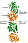 <p>Figure 2. The tubulin dimer with intra- (&alpha;&beta;) and inter-dimer (&beta;&alpha;) subunits. The drug vinblastine binding site is highlighted using an arrow.</p>