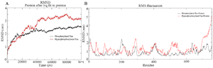 <p>Figure 3. A) Combined Root Mean Square Deviation of the phosphorylated and hyperphosphorylated tau protein. The phosphorylated tau plot showing stable deviation plot is shown in black color. The hyperphosphorylated tau displaying structural changes during simulation is shown in red colour. B) Combined Root Mean Square Fluctuation of the phosphorylated and hyperphosphorylated tau protein. Higher mobility is experienced in projection domain, proline rich domain and the repeat domain of hyperphosphorylated tau protein.</p>