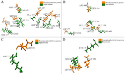 <p>Figure 5. Phosphorylated and hyperphosphorylated tau interaction with &beta;&alpha; subunits, A) Four salt bridges observed between the phosphorylated PT and &beta; subunits, B) Five salt bridges observed between the phosphorylated PT and &alpha; subunits, C) No salt bridge observed between HPT and &beta; subunits, D) Single salt bridge observed between the phosphorylated PT and &alpha; subunits.</p>