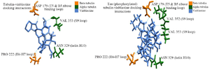 <p>Figure 8. Vinblastine binding with native &beta;&alpha;, PT-&beta;&alpha; and HPT-&beta;&alpha;, A) vinblastine interaction with native &beta;&alpha;, B) vinblastine interaction with PT-&beta;&alpha;.</p>