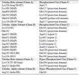 <p>Table 2. Interactions between PT-&beta;&alpha; and HPT-&beta;&alpha; protein. Amino acids and their respective domain were mentioned for &beta; and &alpha; subunits along with tau protein</p>