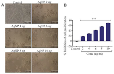 <p>Figure 2. &beta;-sitosterol mediated silver nanoparticles (AgNP) induced changes in the proliferation of HT-29 cells. A) Morphology of control and AgNP treated HT-29 cells, scale bar of 100 <em>&mu;m</em>. B) Cytotoxicity analysis by MTT assay, n=3, *** p&lt;0.001 <em>vs.</em> control.</p>