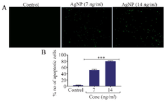 <p>Figure 4. A) Morphological analysis of apoptosis by annexin V staining, B) Quantification of apoptotic cells, n=3, *** p&lt;0.001 <em>vs</em>. control.</p>