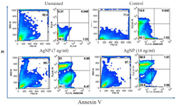 <p>Figure 5. Flow cytometry analysis of apoptosis using annexin v and propidium iodide staining. Left upper quadrant percentage indicates the presence of apoptotic cells.</p>