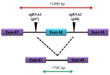<p>Figure 1. Schematic map of exon deletion in <em>DMD</em> gene by CRISPR/ Cas9 system.</p>