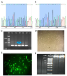 <p>Figure 2. Guide RNAs cloning to the PX458 vector using Sanger sequencing, A) Electropherogram of inserted gRNA G47 in PX458 vector, B) Electropherogram of inserted gRNA G48 in PX458 vector, C) Guide RNAs cloning to the PX458 vector using PCR and correct insertion of gRNAs to the px458 vector demonstrated a 241 <em>bp</em> band (M: DNA Marker 100 <em>bp</em>, S1-S5: Positive results, C-: Negative control), D) Light microscopy of the HEK-293 cell line, E) Florescent microscopy of GFP positive cells after transfection, F) Knocking out of exon 48 by PCR (M: DNA Marker 100 <em>bp</em>, C-: Negative control showing a 1400 <em>bp</em> band, S: 1400 and 700 <em>bp</em> bands in edited cells).</p>