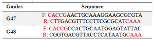 <p>Table 1. gRNA sequences, based on <em>DMD</em> gene sequence, two gRNAs were designed (G47 and G48) to target exon 48</p>