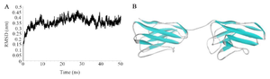 <p>Figure 1. A) The root mean square deviations of tandem bivalent nanobody structure during 50 <em>nanoseconds</em> of molecular dynamics simulation. The fusion protein was reached to a plateau after ~20 <em>nanoseconds</em> of simulation in water. B) The 3D-structure of the designed tandem bivalent nanobody after 50 <em>nanoseconds</em> of molecular dynamics simulation.</p>