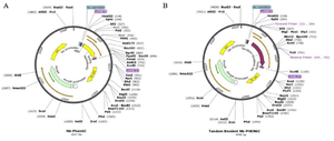 <p>Figure 2. Schematic representation of (A) pHEN6-anti-VEGF<sub>165</sub> nanobody and (B) pHEN6c-VEGF<sub>165</sub>-bivalent plasmids.</p>