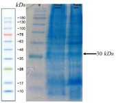 <p>Figure 3. SDS-PAGE analysis of the expressed tandem bivalent anti-VEGF<sub>165</sub> nanobody showed a band at ~30 <em>kDa.</em></p>