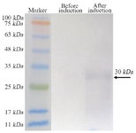 <p>Figure 4. Western blot analysis confiremd the expression of tandem bivalent anti-VEGF<sub>165</sub> nanobody</p>