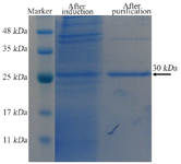 <p>Figure 5. SDS-PAGE analysis of the expressed and purified tandem bivalent anti-VEGF<sub>165 </sub>nanobody showed a band at 30 <em>kDa.</em></p>