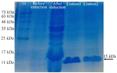 <p>Figure 6. SDS-PAGE analysis of the expressed and purified anti-VEGF<sub>165</sub> nanobody showed a band at 15 <em>kDa.</em></p>