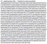 <p>S2, supplementary file. &gt; Tandem bivalent nanobody</p>
<p class="wrap">ATGAAATACCTATTGCCTACGGCAGCCGCTGGATTGTTATTACTCGCGGCCCAGCCGGCCATGGCCCAGGTGCAGCTGCAGGA GTCTGGAGGAGGCTCGGTGCAGGCTGGAGGGTCTCTGAGACTCTCCTGTGCAGCCTCTGGATTCGCCTACAGTACCTACTCCA TGGGCTGGTTCCGCCAGGTTCCAGGGAAGGAGCGTGAGGCGGTCGCAACTATCAACAGTGGTACTTTTAGGCTATGGTATACA GACTCAGTGAAGGGCCGATTCACCATCTCACGAGACAACGCCAAGAACATGCTGTATCTGCAAATGAACAGCCTGAAACCTG AGGACACGGCCATCTATTACTGTGCGGCGAGGGCCTGGTCCCCCTATAGTTCGACTGTAGACGCCGGTGACTTTCGTTACTGG GGCCAGGGGACCCAGGTCACCGTCTCCTCAGCGCACCACAGCGAAGACCCCAGCTCCAAAGCTCCCAAAGCTCCAATGGCCC AGGTGCAGCTGCAGGAGTCTGGAGGAGGCTCGGTGCAGGCTGGAGGGTCTCTGAGACTCTCCTGTGCAGCCTCTGGATTCGCC TACAGTACCTACTCCATGGGCTGGTTCCGCCAGGTTCCAGGGAAGGAGCGTGAGGCGGTCGCAACTATCAACAGTGGTACTTT TAGGCTATGGTATACAGACTCAGTGAAGGGCCGATTCACCATCTCACGAGACAACGCCAAGAACATGCTGTATCTGCAAATG AACAGCCTGAAACCTGAGGACACGGCCATCTATTACTGTGCGGCGAGGGCCTGGTCCCCCTATAGTTCGACTGTAGACGCCG GTGACTTTCGTTACTGGGGCCAGGGGACCCAGGTCACCGTC TCCTCACACCACCATCACCATCACTAA</p>