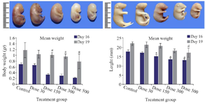 <p>Figure 1. Macroscopic examination of fetuses on E16 (Upper row) and E19 (Lower row) revealed stunted growth including body weight loss and decrease of length in Tio<sub>2</sub> NPs exposed groups. Size reduction was significant at doses of 300 and 500 <em>mg/kg</em> of Tio<sub>2</sub> NPs compared with the control group, p&lt;0.05. # comparison with control on E16 and * E19.</p>