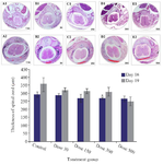 <p>Figure 3. Transverse section of spinal cord and formation of vertebra in the control and Tio<sub>2</sub>-NPs exposed embryos on E16 (A1-E1) and E19 (A2-E2). Microscopic sections showing&nbsp; complete formation of vertebra in control group, fusion of Right Lamina (RL) and Left Lamina (LL) and formation of Spinous Process (SP). The red curve represents the distance between the laminas. Data are presented as mean&plusmn;SD. # Comparison with control on E16 and * E19.</p>