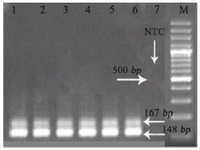 <p>Figure 3. Analysis of the multiplex PCR and sensitivity of the reaction in 1.5% agarose gel stained by ethidium bromide. From left to right, lane (1) 10 <em>ng</em> of DNA, lane (2) 1 <em>ng</em> of DNA, lane (3) 100 <em>pg</em> of DNA, lane (4) 10 <em>pg</em> of DNA, lane (5) 1 <em>pg</em> of DNA, lane (6) 0.1 <em>pg</em> of DNA, lane (7) negative control and lane (M) 100 <em>bp</em> DNA marker.</p>