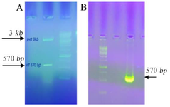 <p>Figure 1. A) Restriction analysis of the plasmid construct in 1% agarose gel. The pET 23a harboring vif was digested by Nhel/Hindlll enzymes. The size of remaining parts of plasmid after digestion was 3608 <em>bp</em> and the size of inserts was 570 <em>bp</em>. B) Confirmation of <em>vif</em> gene cloned in pEGFP-N1/vif vector using colony PCR. The arrow indicates the specific amplified band (570 <em>bp</em>) corresponding the target gene inserted into the vector. DNA size marker of 1 <em>kb</em> was used.</p>