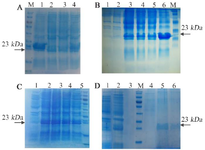 <p>Figure 3. SDS-PAGE analysis for vif protein expression in <em>E. coli </em>BL21 (DE3): (A) Optimum expression to find the best OD<sub>600nm </sub>for induction; lane 1,2,3 and 4 show 0.4, 0.6, 0.8, and 1, respectively. (B) Time optimization; lane 1: before induction, and lanes 2-6 show 1, 2, 3, 4 <em>hr</em> and O/N, respectively after induction. (C) Optimization of IPTG concentration; lane 1: before induction, and lanes 2-5 show 2.5, 5, 10, and 15 <em>mM</em>, respectively. (D) Recombinant protein purification; lane 1: before induction, lane 2: bacterial crude lysate after induction, lanes 3 - 4: washing solution, lanes 5-6: elution solution. M: protein weight marker is 19-117 <em>kDa</em>. The arrows represent specific 23-<em>kDa</em> band.</p>