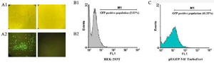 <p>Figure 4. The GFP expression by immunofluorescence microscope (A and B) and flow cytometry (C). In contrast to un-transfected HEK 293 T cells (B1-B2), the cells co-transfected with pEGFP-N1/vif plasmid produced GFP emission (A1-A2) after 48 <em>hr</em> post-transfection. (C) 41.33% level of expression in GFP in comparison with negative control cells (HEK-293T).</p>