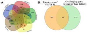 <p>Figure 4. A) 680 overlapping genes, at least three of the five GEO datasets, by Venn diagram with p&lt;0.05. B) The common DEGs (44 genes) as overlapping genes of the predicted target genes of miR-21, at least three of five datasets, using process analysis demonstrated by Venn diagram. miR: microRNA, DEGs: differentially expressed genes, MS: multiple sclerosis.</p>