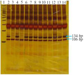 <p>Figure 2. Polyacrylamide gel. Codon 12 KRAS has two bands at the 134 <em>bp</em> and 106 <em>bp</em> sites, indicating a mutation. Bands at 106 <em>bp</em> had no mutations in this codon: Lane 1: a 100 <em>bp</em> marker, Lane 3 and Lane 5: no mutations, and other lanes: mutations.</p>