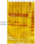 <p>Figure 3. Polyacrylamide gel of the 13 oncogene KRAS codon. Dual-band samples at bp134 and bp106 sites have mutations in this codon, and bands at 106 <em>bp</em> site have no mutations in this codon: Lane 9: 20 <em>bp</em> marker, Lane 8 100 <em>bp</em> marker, Lanes 5, 6, and 7: no mutations and Lanes 1, 3, and 4: mutations.</p>