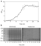 <p>Figure 1. Growth curve of <em>E. coli</em> (A) and the SDS-PAGE and western blot results showing the expression of GCSF during fermenation (B). The fermentation was controlled at 25<em>&deg;</em><em>C</em>, DO &gt;20%, 250 <em>rpm</em>, and pH=7.0. The expression of GCSF was induced by 0.5 <em>mM</em> IPTG. Data are shown as the mean&plusmn;SD of three independent experiments.</p>