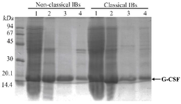 <p>Figure 2. Solubilities of GCSF inclusion bodies expressed at 25<em>&deg;</em><em>C</em> (A) and at 37<em>&deg;</em><em>C</em> (B) in 0.1% N-laurylsarcosine solution. Samples are as follows: 1) total protein from <em>E. coli </em>cells after fermentation, 2) inclusion bodies before solubilization, 3) supernatant fraction after solubilization and centrifugation, and 4) pellet fraction after solubilization and centrifugation.</p>