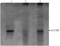 <p>Figure 3. Native-PAGE analysis of GCSF samples. Samples are as follows: 1) Neupogen, 2) cIBs dissolving sample, 3) ncIBs dissolving sample.</p>