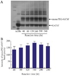 <p>Figure 5. SDS-PAGE analysis showing the formation of PEGylated GCSF during the PEGylation reaction for 240 <em>min</em> (A) and the quantification of monoPEG-GCSF band intensity using ImageJ software (B). The reaction was performed with 0.05 <em>mg/ml</em> transglutaminase in phosphate buffer (pH=7.4) at 40<em>&deg;</em><em>C</em>. Data are shown as the mean&plusmn;SD of three independent experiments.</p>