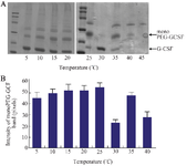 <p>Figure 6. SDS-PAGE analysis showing the formation of PEGylated GCSF at different temperatures (A) and the quantification of mono-PEG-GCSF band intensity using ImageJ software (B). The reaction was performed with 0.05 <em>mg/ml</em> transglutaminase in phosphate buffer (pH=7.4) for 160 <em>min</em>. Data are shown as the mean&plusmn;SD of three independent experiments.</p>