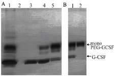 <p>Figure 8. Purification of monoPEG-CSF. A) Anion exchange purification. Samples are as follows: 1) samples before purification, 2) flow-through fraction, and 3) elution peak 1 (~38 <em>M</em> NaCl)-4, elution peak 2 (~40 <em>M</em> NaCl)-4, elution peak 3 (~42 <em>M</em> NaCl). B) Gel filtration purification. Samples included samples before purification and monoPEG-GCSF containing fraction.</p>