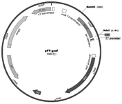 <p>Figure S1. Schematic representation of recombinant plasmid pET-GCSF (Created with SnapGene&reg;).</p>