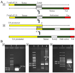 <p>Figure 1. Designing shDNA fragments, A: 1) The first oligonucleotide contains 3&acute; end of U6 promoter, sense and loop sequences, and the second oligonucleotide contains 6 Adenine nucleotide to generate terminator, sense, and complementary sequences for loop region sequences. These oligonucleotides were annealed at their 3&acute; ends and extended to make shDNA fragments, 2) The amplified U6 promoter was fused to shDNA via SOEing PCR. B: Gel electrophoresis of 1) Amplified shDNA fragments by using the sh.forward and sh.reverse primers (103 <em>bp</em>), 2) Amplified U6 promoter (247 <em>bp</em>), and 3) Amplified U6-shDNA fragments using sh.forward and U6.reverse primers (330 <em>bp</em>).</p>