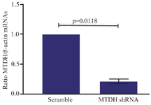 <p>Figure 3. shRNA mediated downregulation of MTDH mRNA. The levels of MTDH mRNA, 72 <em>hr</em> after treatment of Jurkat cells with MTDH-shRNAs or treatment of the control group with scrambled shRNA plasmids. The Two-tailed one-sample t-test was used for data analysis. MTDH expression decreased after being targeted with constructed MTDH shRNAs. Expression values of MTDH mRNA are presented as mean&plusmn;SD from three independent experiments (p= 0.0118).</p>