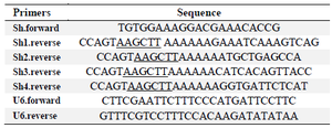 <p>Table 2. Primer sequences for amplification of shDNA cassettes. The underlined nucleotides are <em>HindIII</em> restriction sites</p>