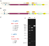 <p>Figure 1. A) Schematic view of the expected PX459-sgRNA restriction enzyme map. PX459 has two cut sites for EcoRI and BbsI. B) In the PX459 containing a sgRNA template insert, the BbsI cut site is removed. C) A digestion simulation of PX459 (with sgRNA and PX459 without sgRNA) is shown using the SnapGene software (insightful Science, USA). Double digestion of PX459 with EcoRI and BbsI should result in 3 visible bands (5253 <em>bp</em>, 3231 <em>bp</em>, 669 <em>bp</em>) using gel electrophoresis. In PX459 plasmids with a sgRNA insert, the BbsI sites are removed and only two bands (8509 <em>bp</em>, 669 <em>bp</em>) should be observed.</p>