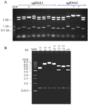 <p>Figure 2. A) Restriction enzyme (BbsI-EcoRI) digests several of the isolated recombinant PX459 plasmids. Some of the plasmids having a two band pattern (8509 <em>bp</em> and 669 <em>bp</em>) had the correct RE map (*), whereas others did not (#). B) Digestion simulations (BbsI-EcoRI double digestion) were performed for the plasmids highlighted in table 1 by using the SnapGene software. In sgRNA2-22, one BbsI recognition site was not digested prior to plasmid insertion. The existence of this enzyme site led to 3 bands in gel electrophoresis after BbsI-EcoRI double digestion.</p>