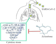 <p>Figure 1. ZER could attenuate the cytokine storm in COVID-19 patients through the suppression of pro-inflammatory cytokines.</p>