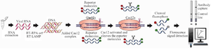 <p>Figure 2. Schematic of CRISPR-based nucleotide detection (DETECTR).</p>