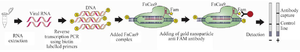 <p>Figure 3. Schematic of CRISPR-based nucleotide detection (FELUDA).</p>